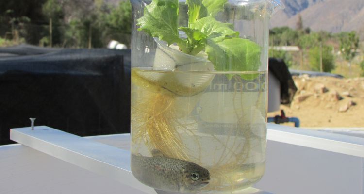 Con bacterias buscan mejorar la eficiencia de sistemas que integran acuicultura y agricultura