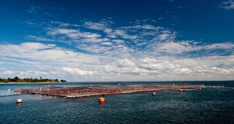 Alianza logra incorporar protección de ballenas en mapas oficiales de navegación de Chile