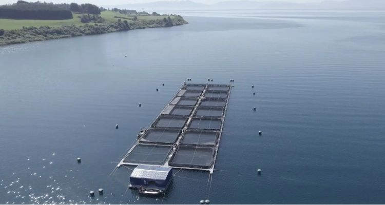 Municipios presentarán demanda ambiental por escape de salmones en Lago Llanquihue