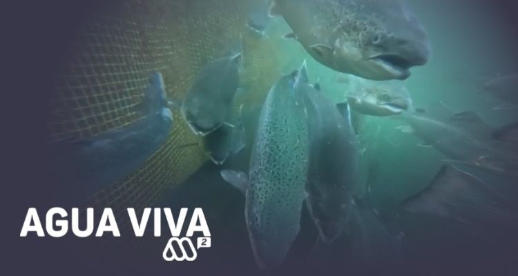 OXZO en “Agua Viva”: El rol del oxígeno en una acuicultura más sostenible