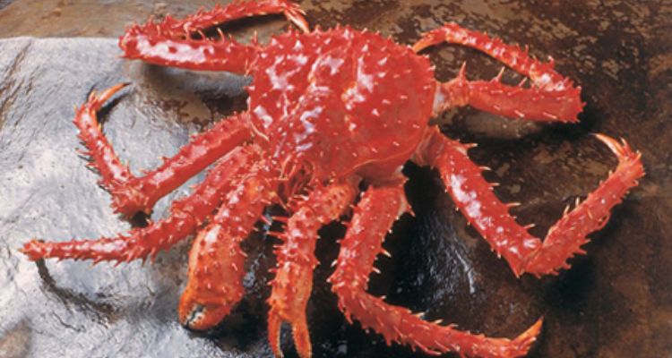 Exportaciones de centollas alcanzan nuevo récord en 2025