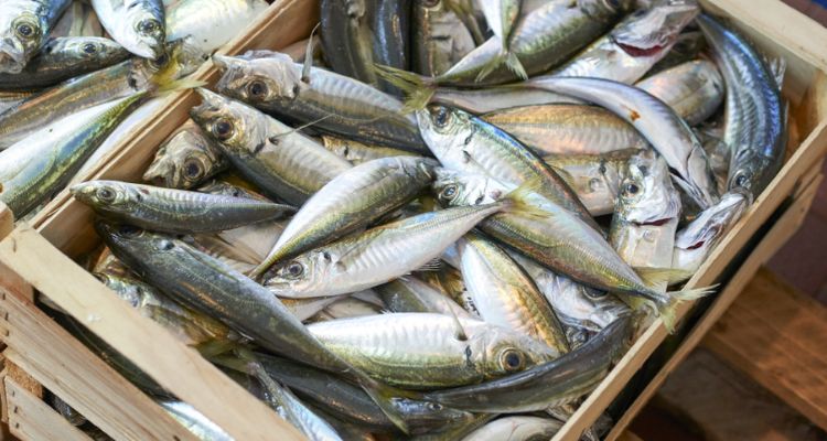 Estudio revela conectividad genética del jurel en costas de Chile y Perú