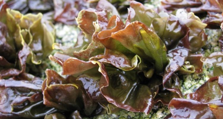 UST Puerto Montt obtiene FONDEF para tratar enfermedades con algas