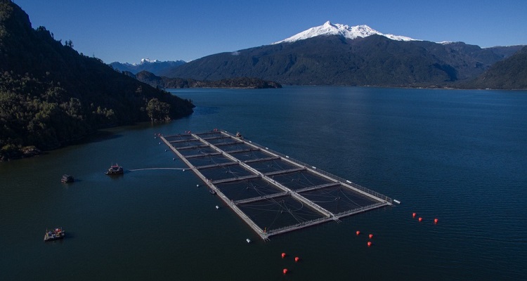 Redes de alto estándar y servicios integrales: La apuesta de Badinotti en Chile