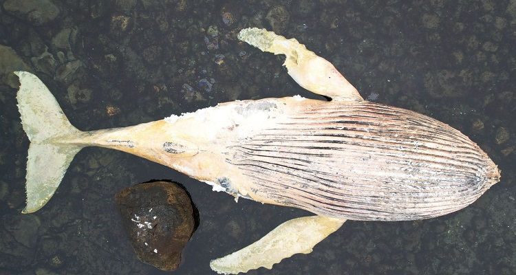 Sernapesca informa acerca de inspección a ballena varada muerta en sector del Seno Skyring