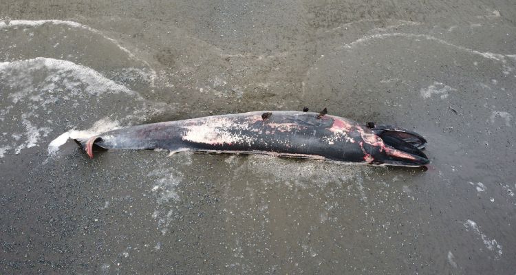 Sernapesca inspecciona varamiento de ballena en Chiloé