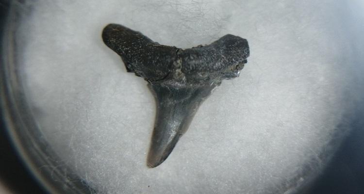 Investigación reconstruye la historia y adaptabilidad de peces cartilaginosos en el pasado de Chile