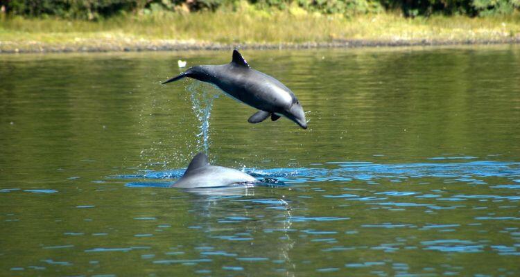 Invitan a sumarse a consulta pública del Plan RECOGE para conservar al delfín chileno