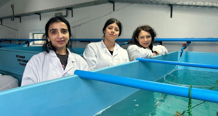 Liceo de Mehuín logra primer desove de Choro Zapato”