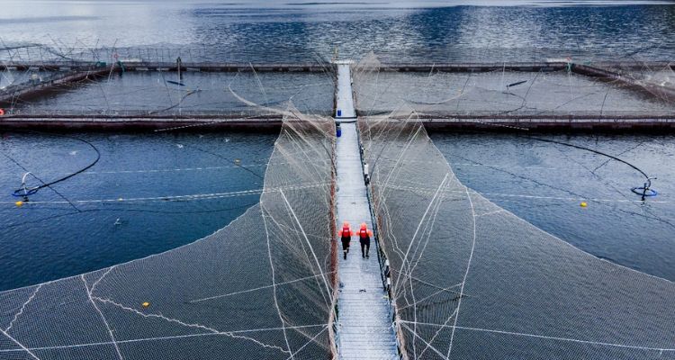 ONG exigen clausura definitiva de dos centros de Cooke Chile ante la SMA