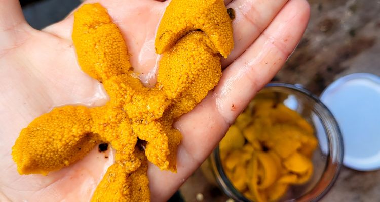 Proyecto impulsa uso del erizo negro de Juan Fernández como recurso pesquero