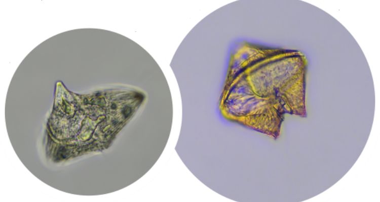 HABTECH 2025 reunirá expertos mundiales en FANs en Puerto Varas