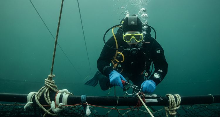 Buceo y actividades conexas tendrán marco contractual propio