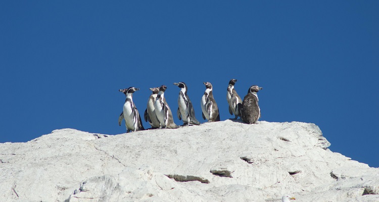 Investigación destaca rol ecológico y social del pingüino de Humboldt en la Península de Hualpén