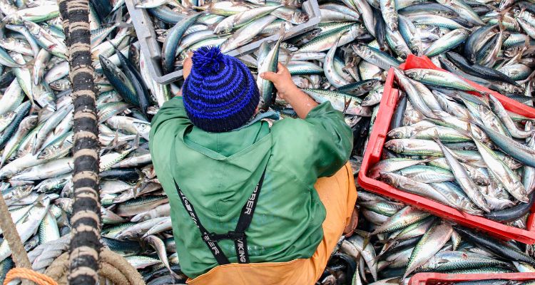 Producción pesquera y acuícola de Los Lagos retrocede 18,6 % en julio