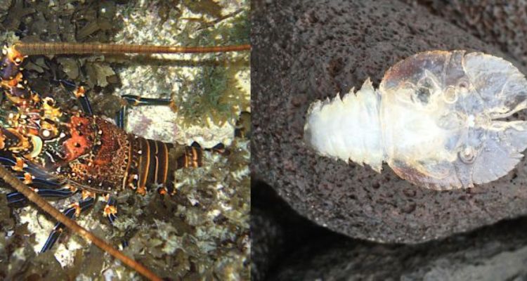 Por primera vez en más de 90 años actualizan la veda de la langosta y el rarape en Rapa Nui