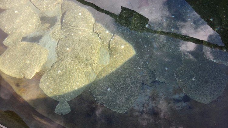 Incorporación del turbot a sistemas RAS