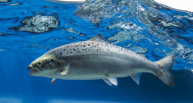 Vitalis de Skretting Chile: una dieta versátil para reproductores en todos los sistemas de cultivo