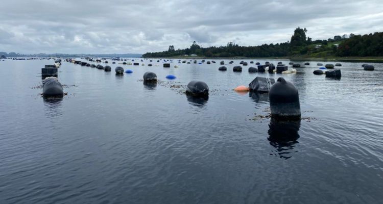 Estrategia de Cumplimiento Ambiental: un nuevo escenario para la mitilicultura en Chile
