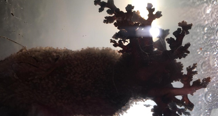 Estudio caracterizó propiedades anticancerígenas del pepino de mar