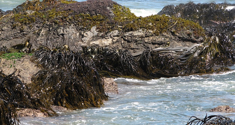 Algas: patrimonio invisible y motor de innovación