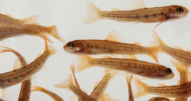 INICIO Plus S de BioMar: Un buen comienzo lo es todo