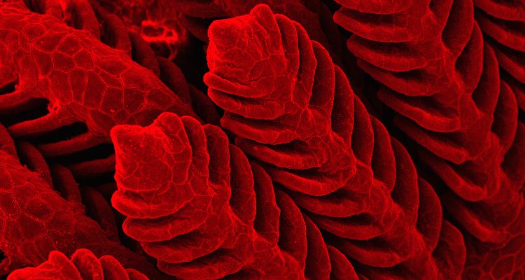 Skretting lanza soluciones para mejorar la salud branquial de salmones