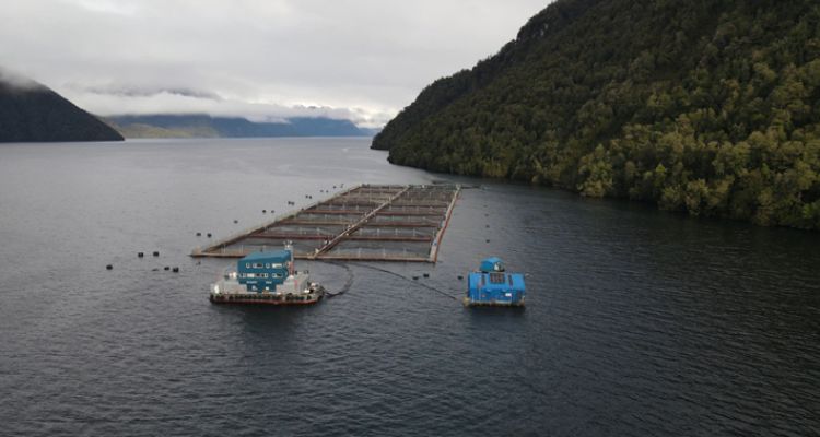 Tribunal Ambiental da la razón a Cooke Chile y cuestiona actuar de la SMA