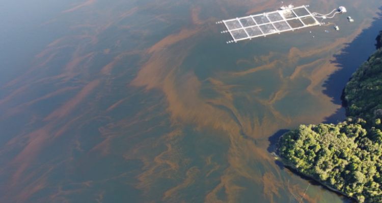 Con cobertura de Mundo Acuícola: Comienza ICHA Punta Arenas 2025