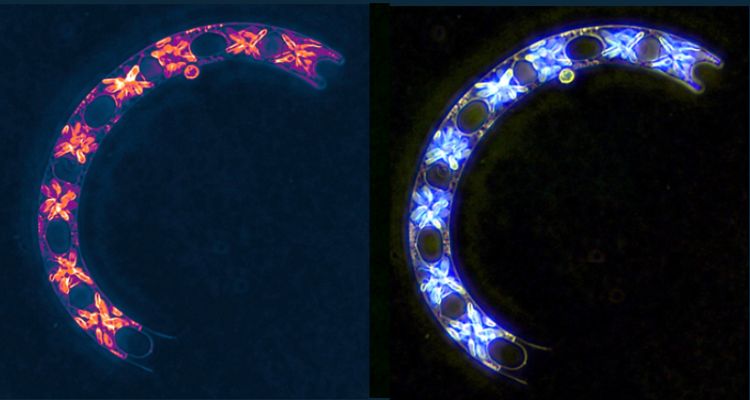 Plancton Andino dará a conocer cinco estudios científicos en el ICHA 2025