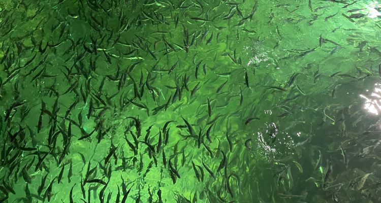 Centro INCAR y Mowi Chile aplican tecnología Nanopore en sistemas RAS