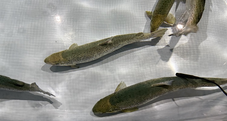 Nuevo estudio descartaría capacidad invasora del salmón del Atlántico en Chile