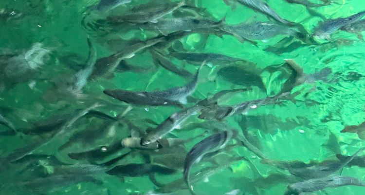 Estudio chileno identifica desafíos para el bienestar del salmón en agua dulce