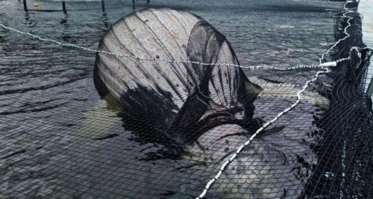 Nuevas imágenes reactivan caso de ballena muerta en centro de Australis