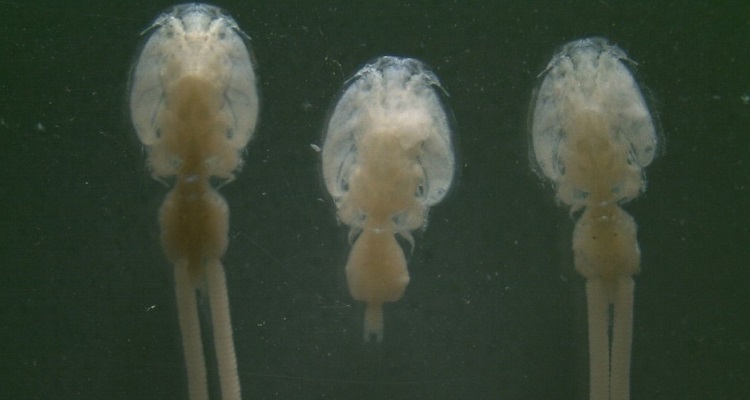 Ya está en línea la edición 177 de Revista Mundo Acuícola