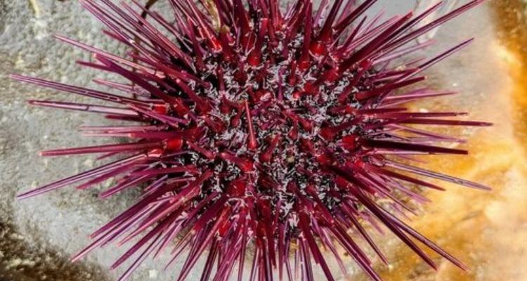 Revelan causas del aumento del Erizo Negro de Mar en el Archipiélago de Juan Fernández