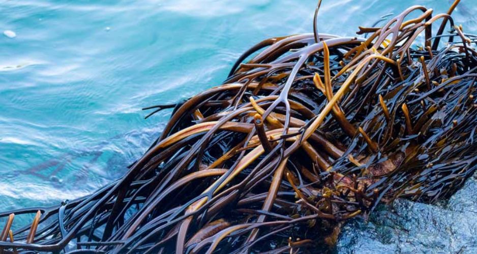 Metales pesados comprometen reproducción de huiro negro