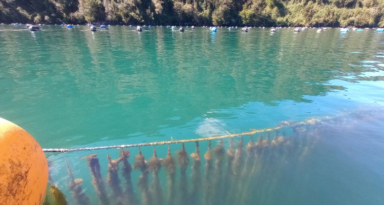 Estudio proyecta efectos del cambio climático en choritos y su cultivo