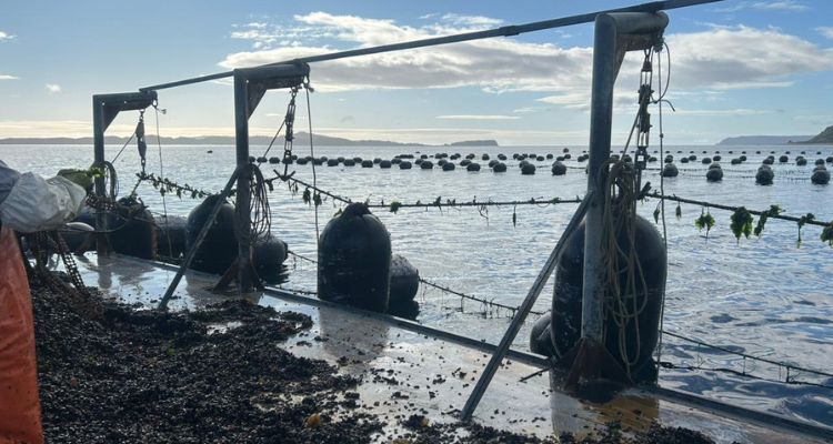 SIIAM 2025 reunirá en Castro a investigadores clave de la mitilicultura