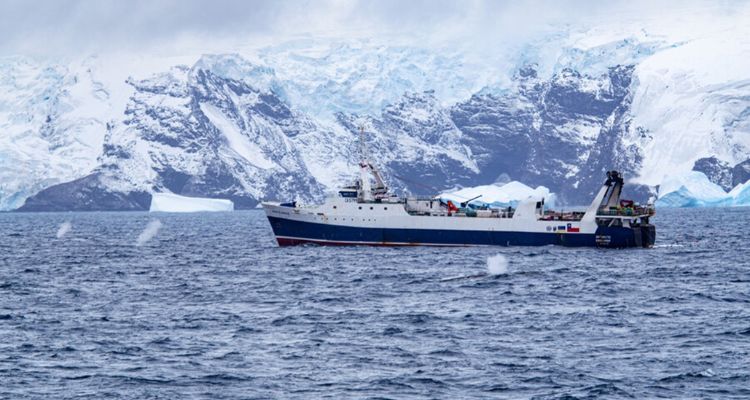 ONG pide moratoria a la pesca de krill en la Antártica