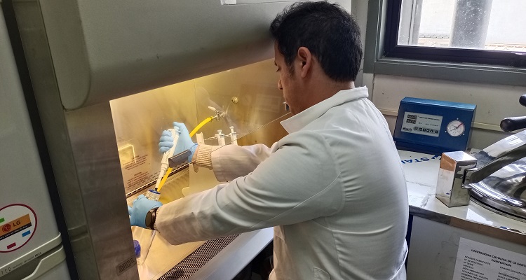 Evalúan propiedades anticoagulantes y antitumorales de alga parda en Chile