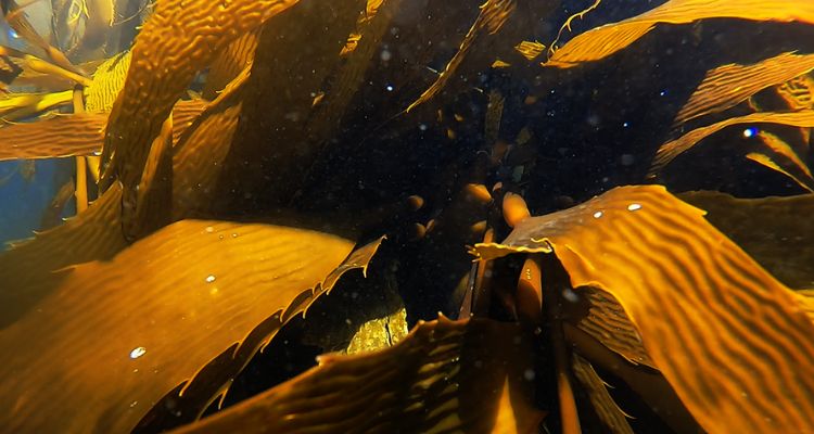 Revelan sucesión microbiana del huiro gigante en sus primeras 72 horas