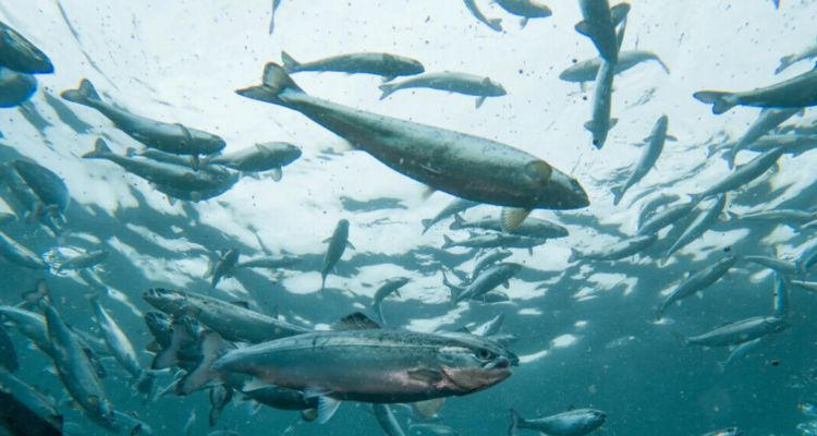 INCAR refuerza propuestas para prevenir escapes de salmones y proteger ecosistemas
