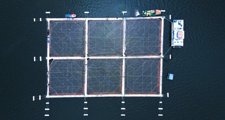 Expertos publican inédita Hoja de Ruta para el uso responsable de antimicrobianos en la acuicultura chilena