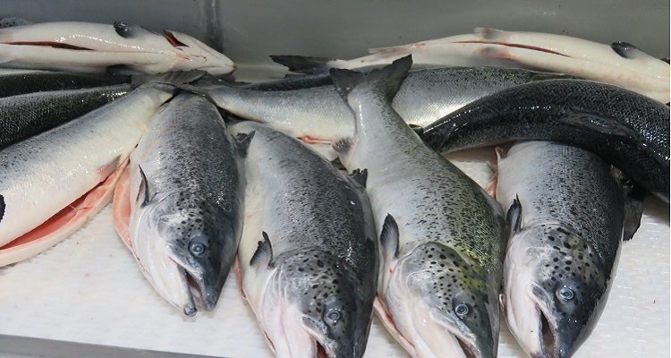 Exportaciones de salmón muestran alza mensual de 25,3% en octubre