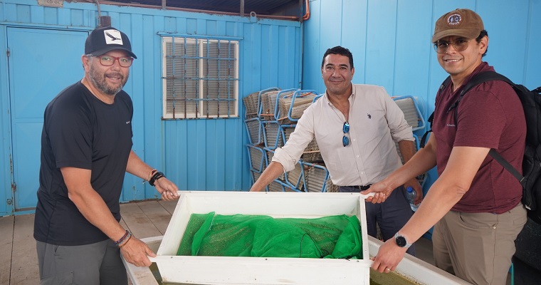 PTEC Ostra Japonesa de la UCN busca la expansión productiva de la especie en el norte del país