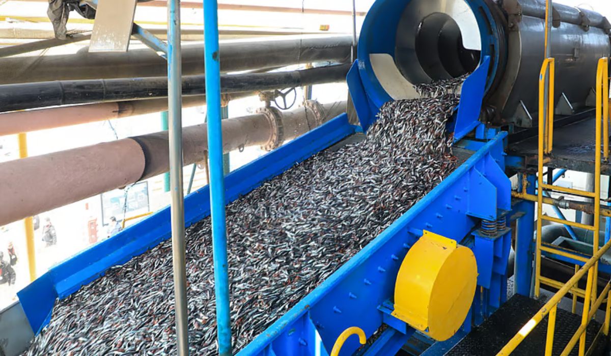 IFFO proyecta una producción de 5,4 millones de toneladas de harina de pescado en 2025