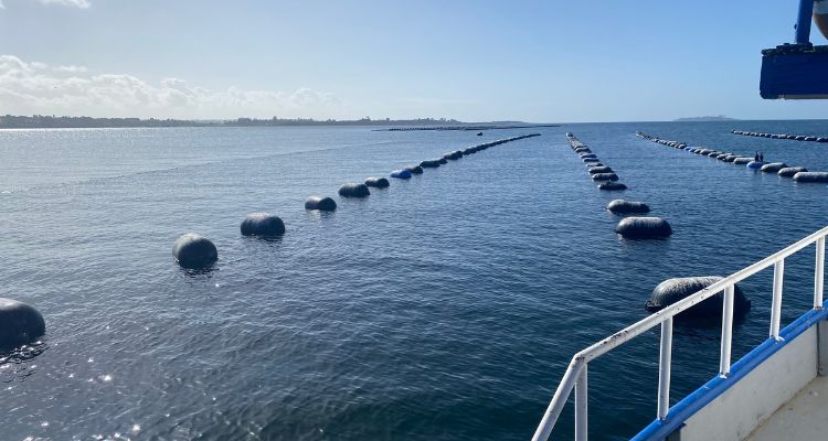 SMA inicia requerimiento de ingreso al SEIA contra centro de cultivo de choritos