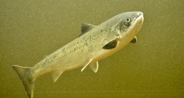 Estudio revela que compuesto natural reduce carga viral de IPNV en salmón Atlántico