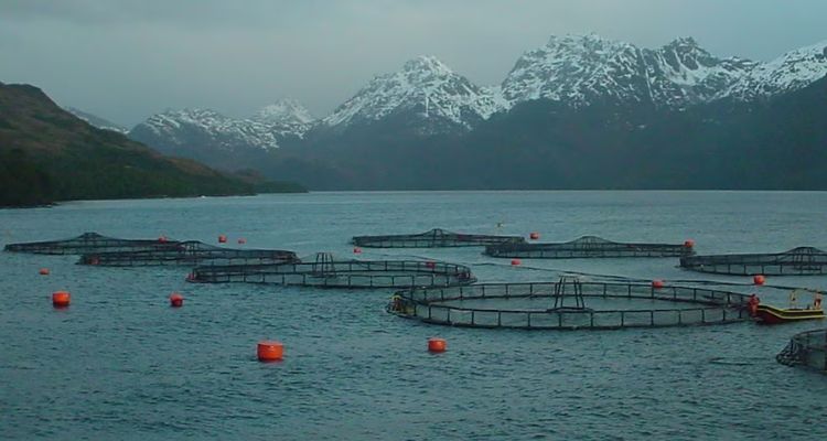Tierra del Fuego modifica ley y habilita la salmonicultura tras años de prohibición